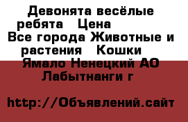 Девонята весёлые ребята › Цена ­ 25 000 - Все города Животные и растения » Кошки   . Ямало-Ненецкий АО,Лабытнанги г.